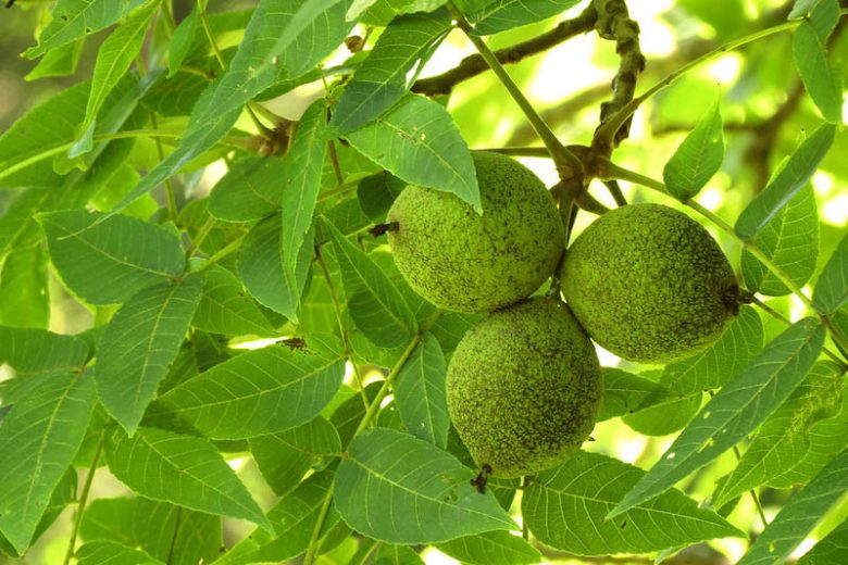 Paradox Walnut Tree Seeds for Planting | Nut & Timber Hybrid