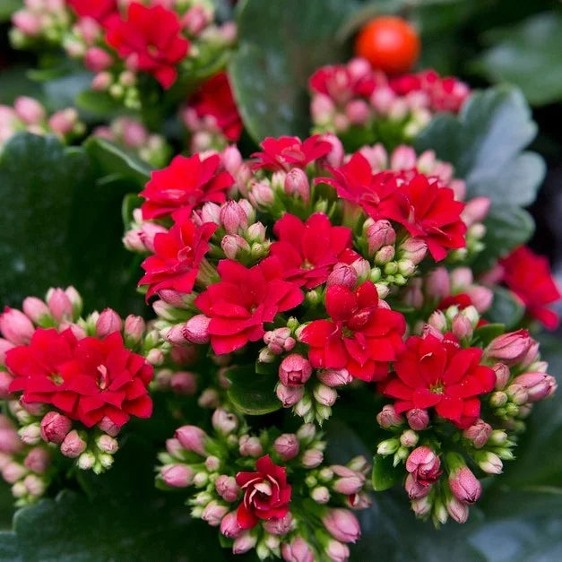 Red Yellow Kalanchoe Flower seeds for Planting - Perfect for Borders, Heirloom & GMO Free Seeds for Home Garden