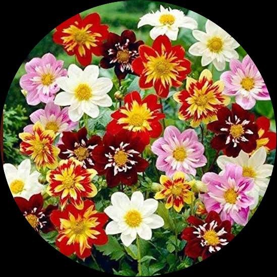 Dahlia Harlequin Seeds for Colorful, Striking Garden Flowers