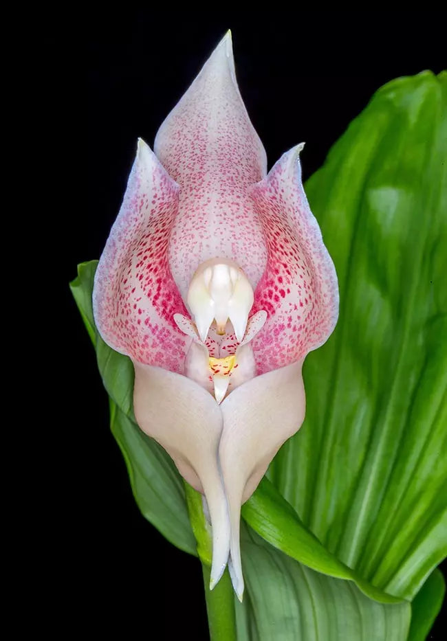 Cream Eggs Baby Orchid Flower seeds for Planting - Easy to Grow, Heirloom & GMO Free Seeds for Home Garden