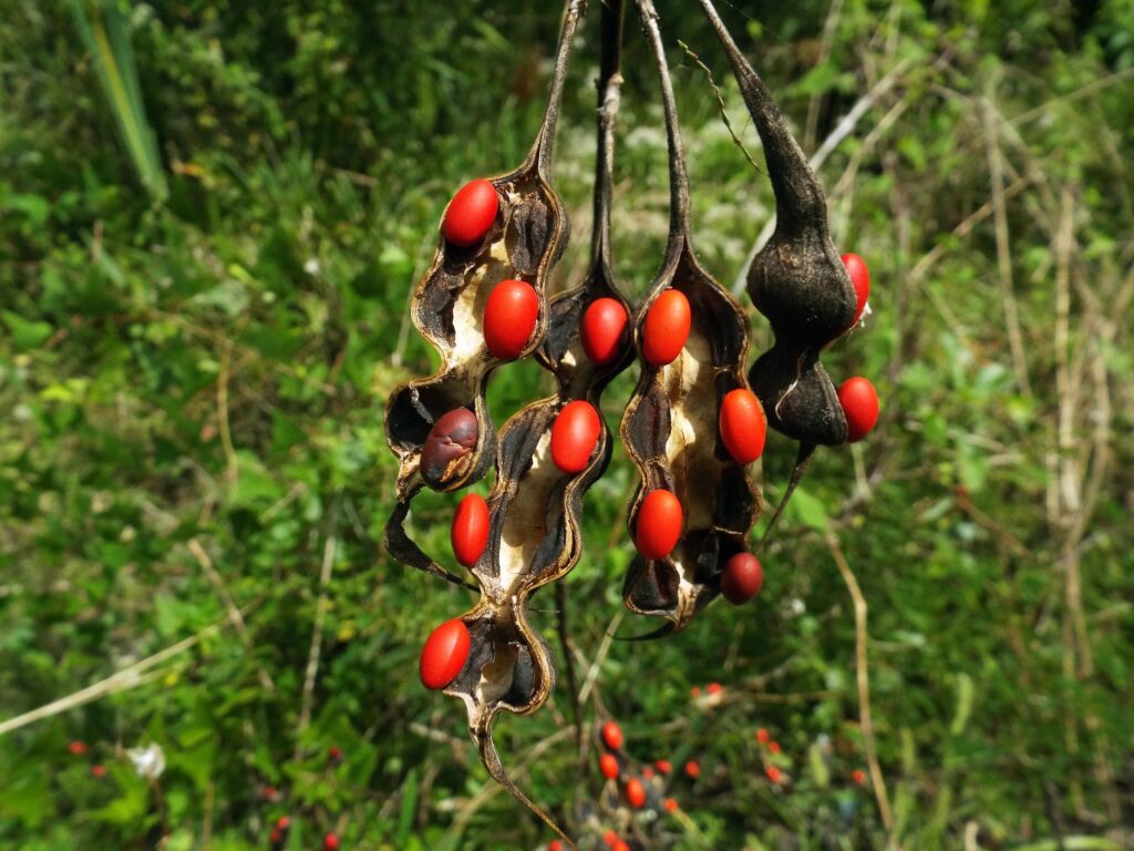 Coral Bean Flower Seeds, Heirloom Non-GMO Blooms with Vibrant Colors for Home Garden Planting