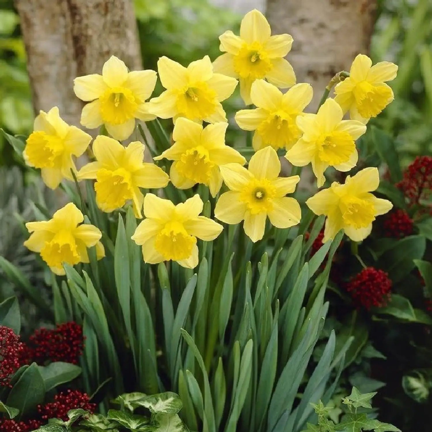Light Yellow Narcissus Flower seeds for Planting - Perfect for Borders, Heirloom & GMO Free Seeds for Home Garden