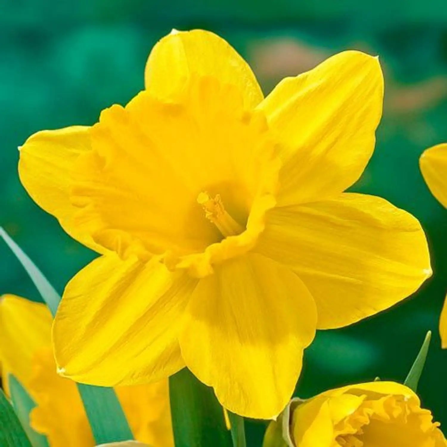 Narzisse Flower seeds for Planting - Colorful Display, Heirloom & GMO Free Seeds for Home Garden