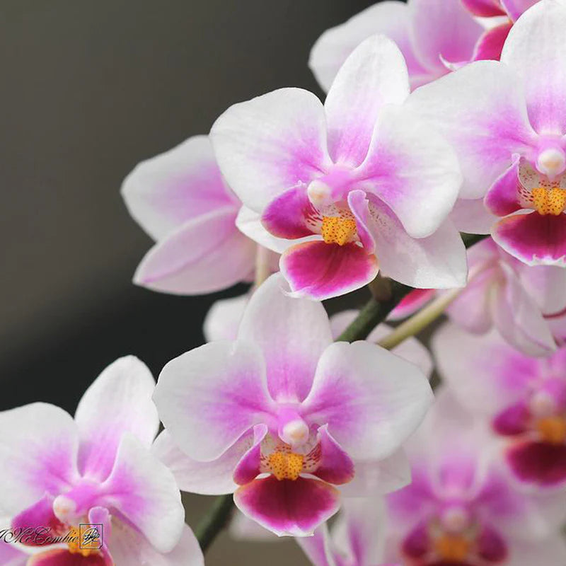 Phalaenopsis Mix Flower Seeds for Planting  Beautiful Orchid Variety