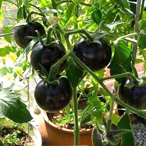 Black Tomato Seeds for Planting