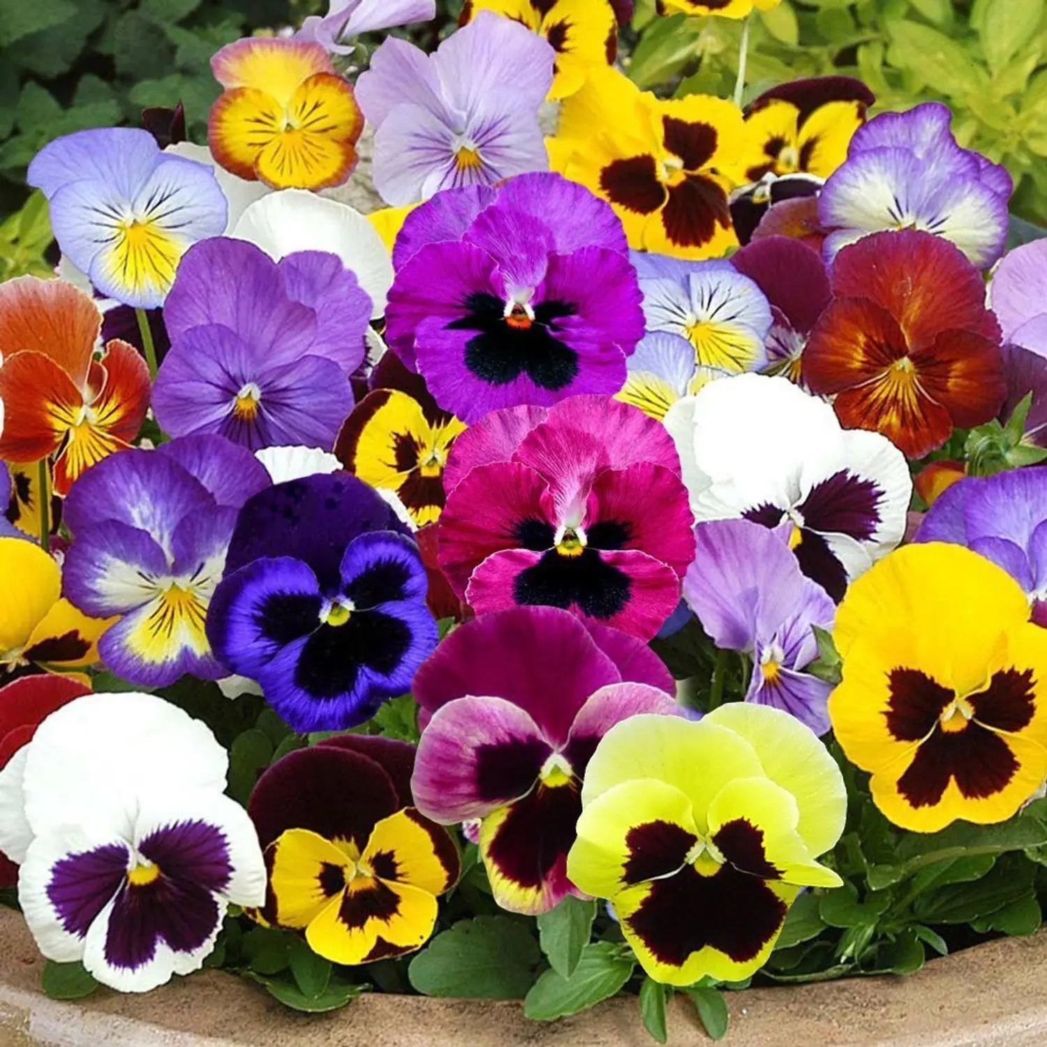 Mixed Viola Sorbet Flower seeds for Planting - Perfect for Borders, Heirloom & GMO Free Seeds for Home Garden