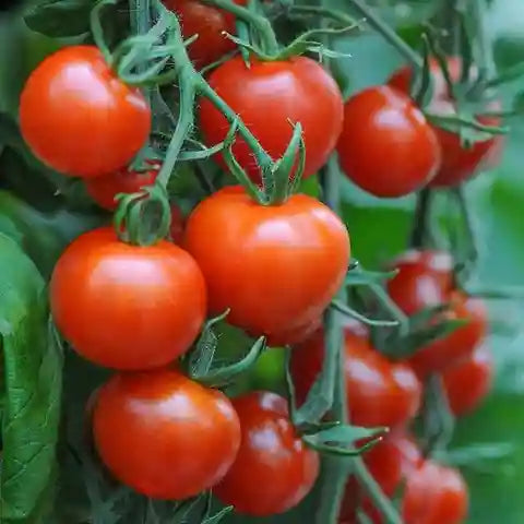 Pink and Yellow Tomato Seeds for Planting - Vegetable Seeds