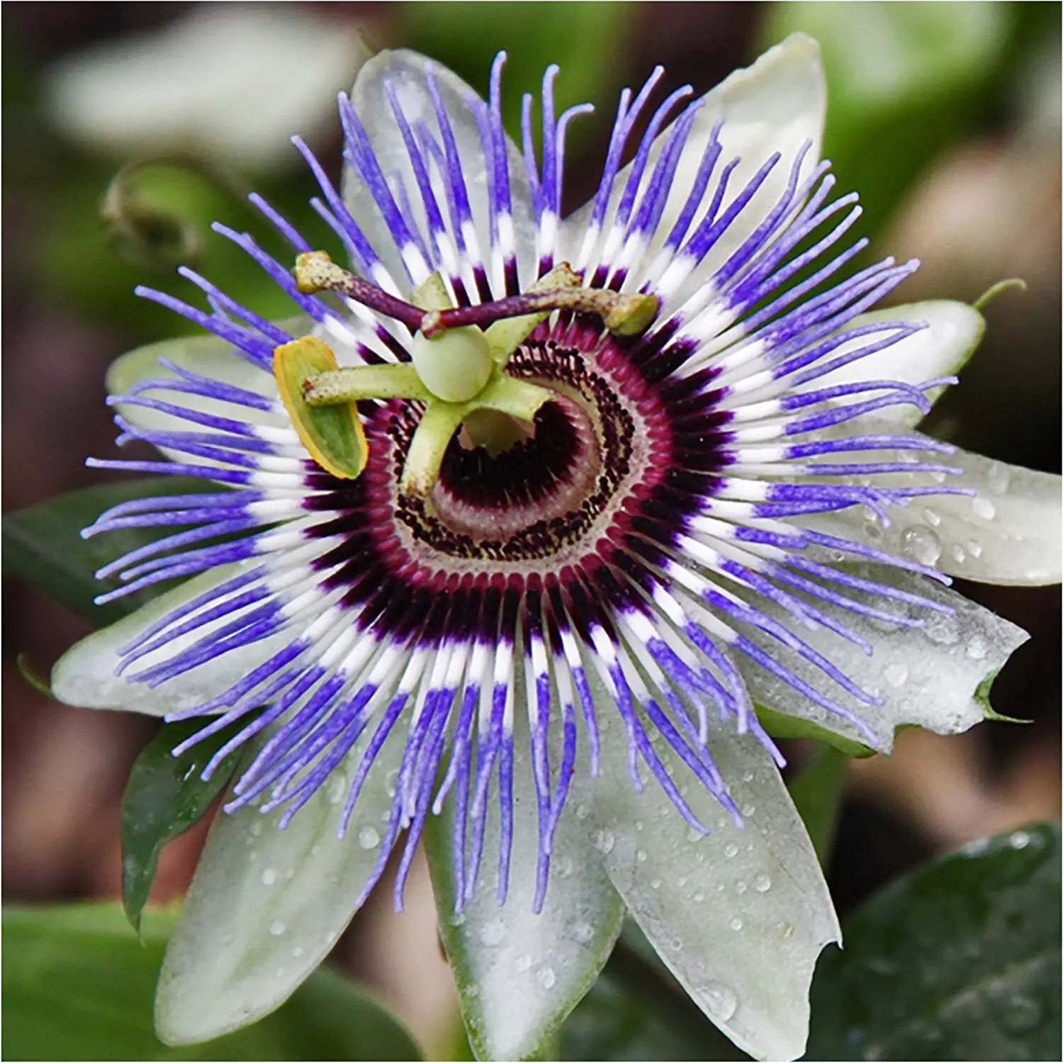Mix Passiflora Flower seeds for Planting - Fragrant Blossoms, Heirloom & GMO Free Seeds for Home Garden
