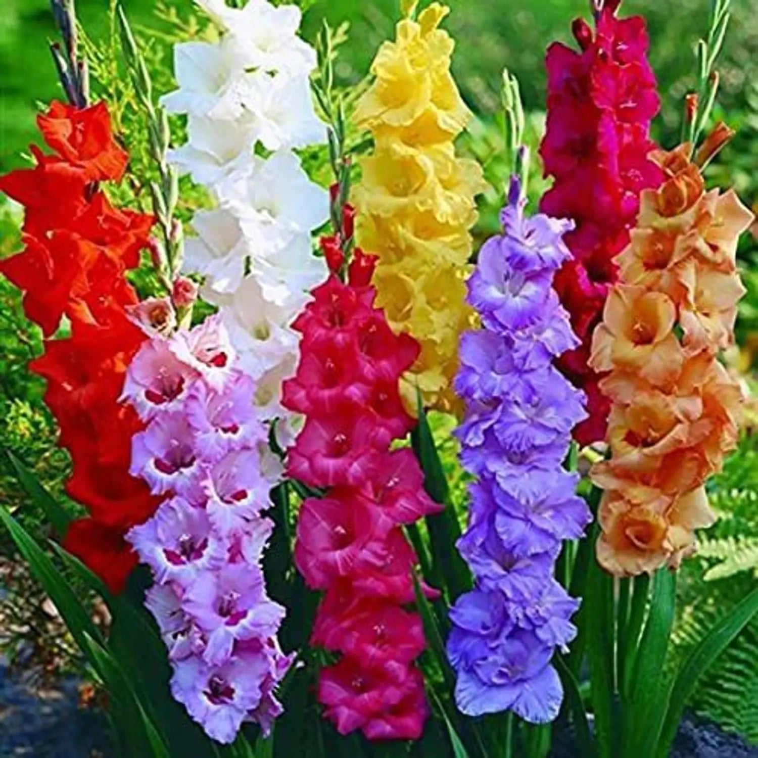 Mixed Gladiolus Flower seeds for Planting - Sun Loving, Heirloom & GMO Free Seeds for Home Garden