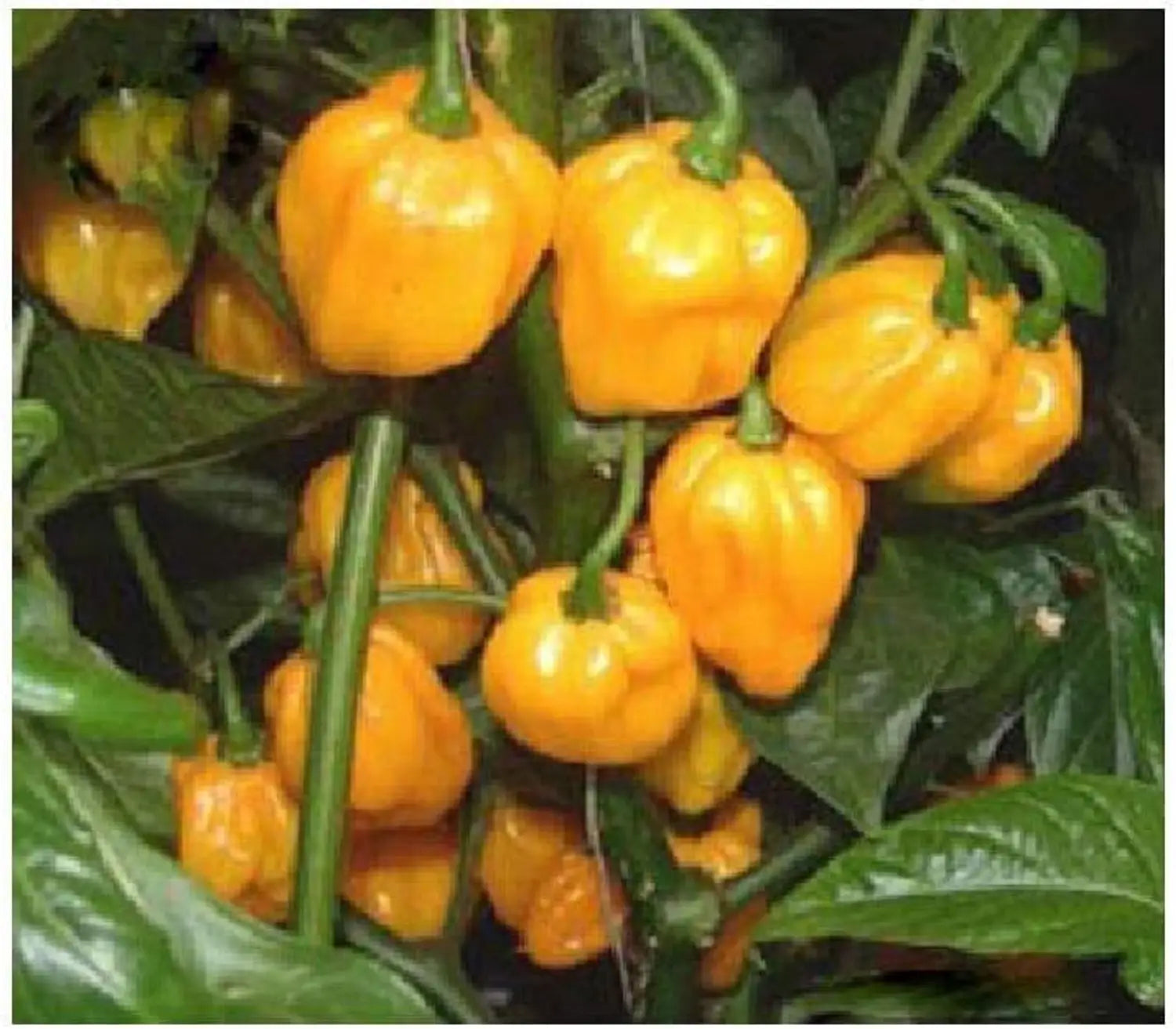 Premium Bonnet Vegetable Seeds - Easy Planting Guide Included