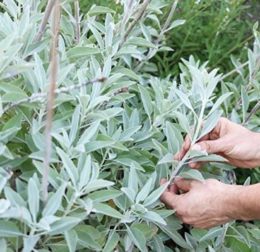 White Sage Plant Seeds For Planting- Ideal Gardens And Indoor Pots Seeds
