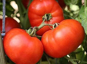 Cosmonaut Volkov Heirloom Tomato Seeds for Spring Planting | Flavorful, Early Harvest