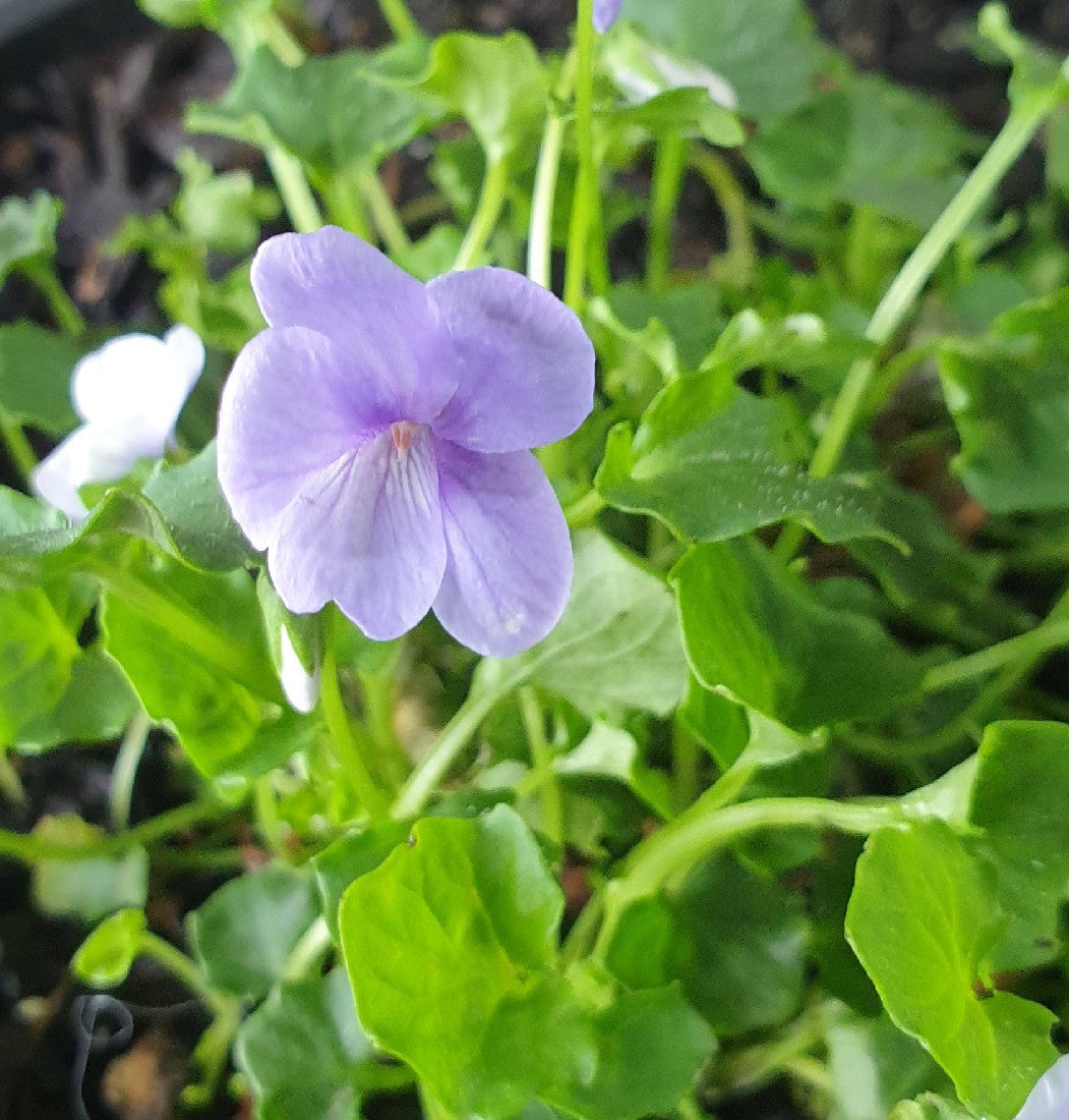 Light Blue Mini Violet Flower Seeds for Planting Garden Favorite Heirloom & GMO Free Seeds for Home Garden
 
 Sale