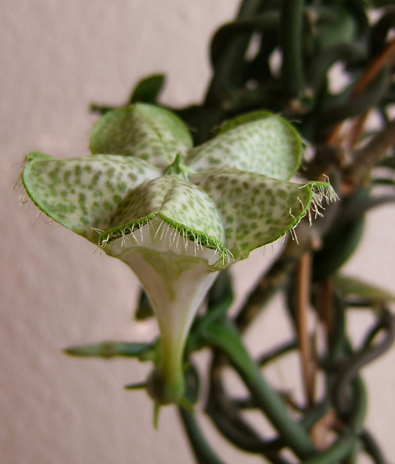 Ceropegia Flower seeds for Planting - Easy to Grow, Heirloom & GMO Free Seeds for Home Garden