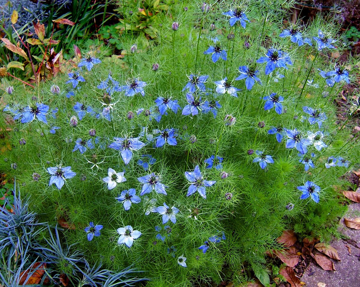 Mixed Nigella Damascena Seeds  Easy to Grow Flower Seeds