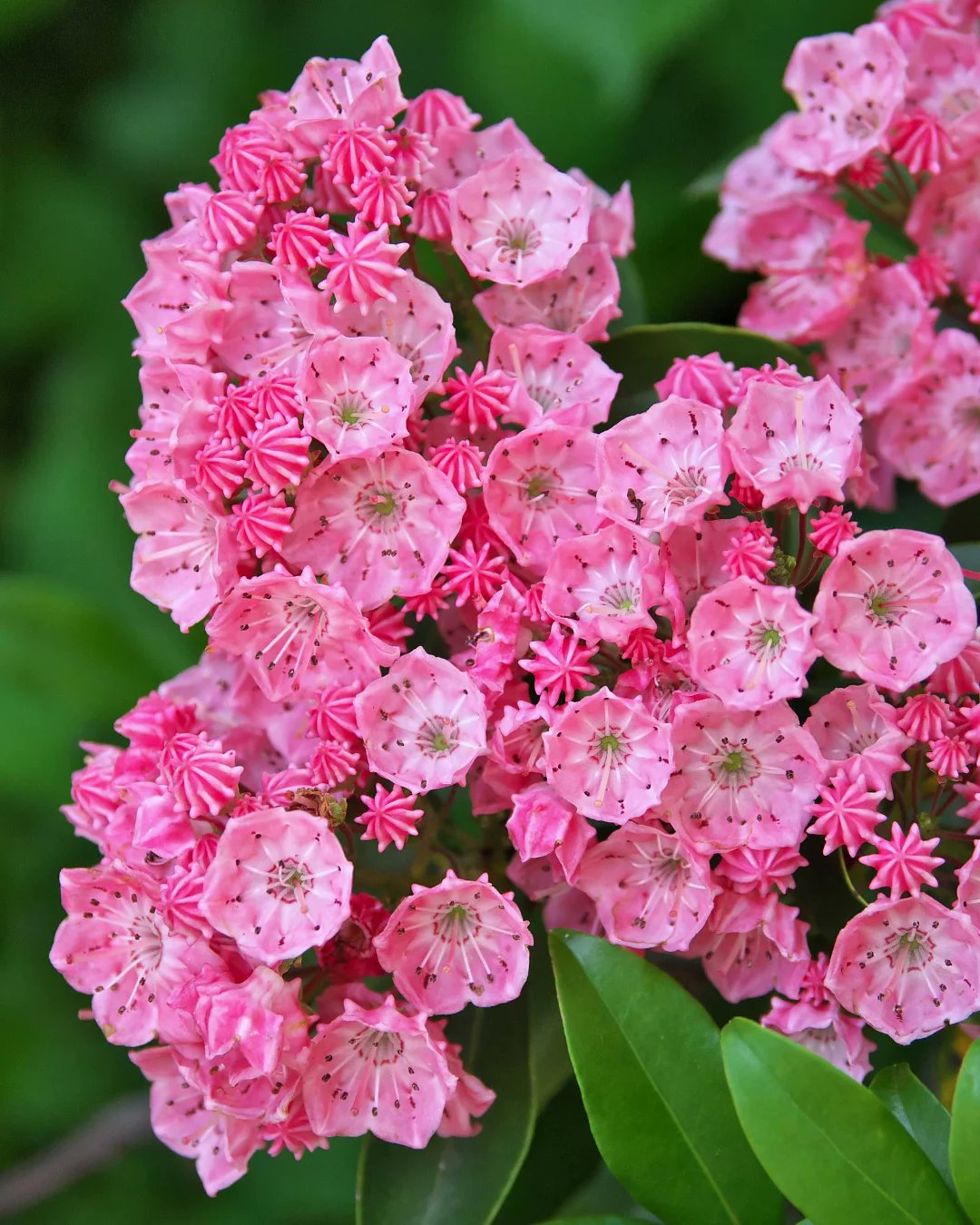 Pink Kalmia Flower seeds for Planting - Premium Quality, Heirloom & GMO Free Seeds for Home Garden