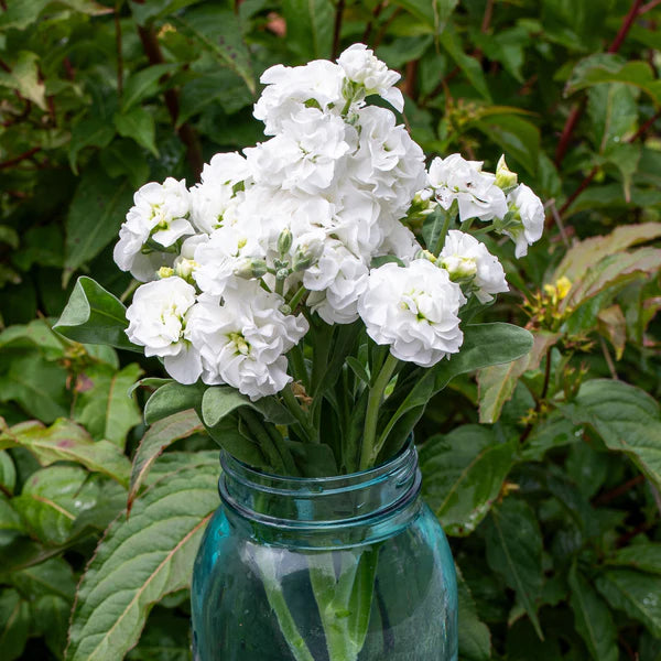 White Evening Stock Flower Planting for Lush Blooms in Your Garden  Seeds for Stunning Nighttime Fragrance