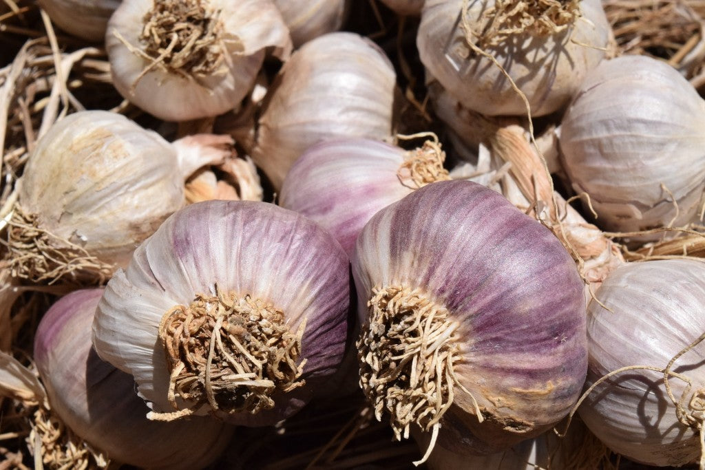 Vibrant Garlic Vegetable Seeds: Perfect for Colorful Gardens, Premium Seeds seed packet for home gardening