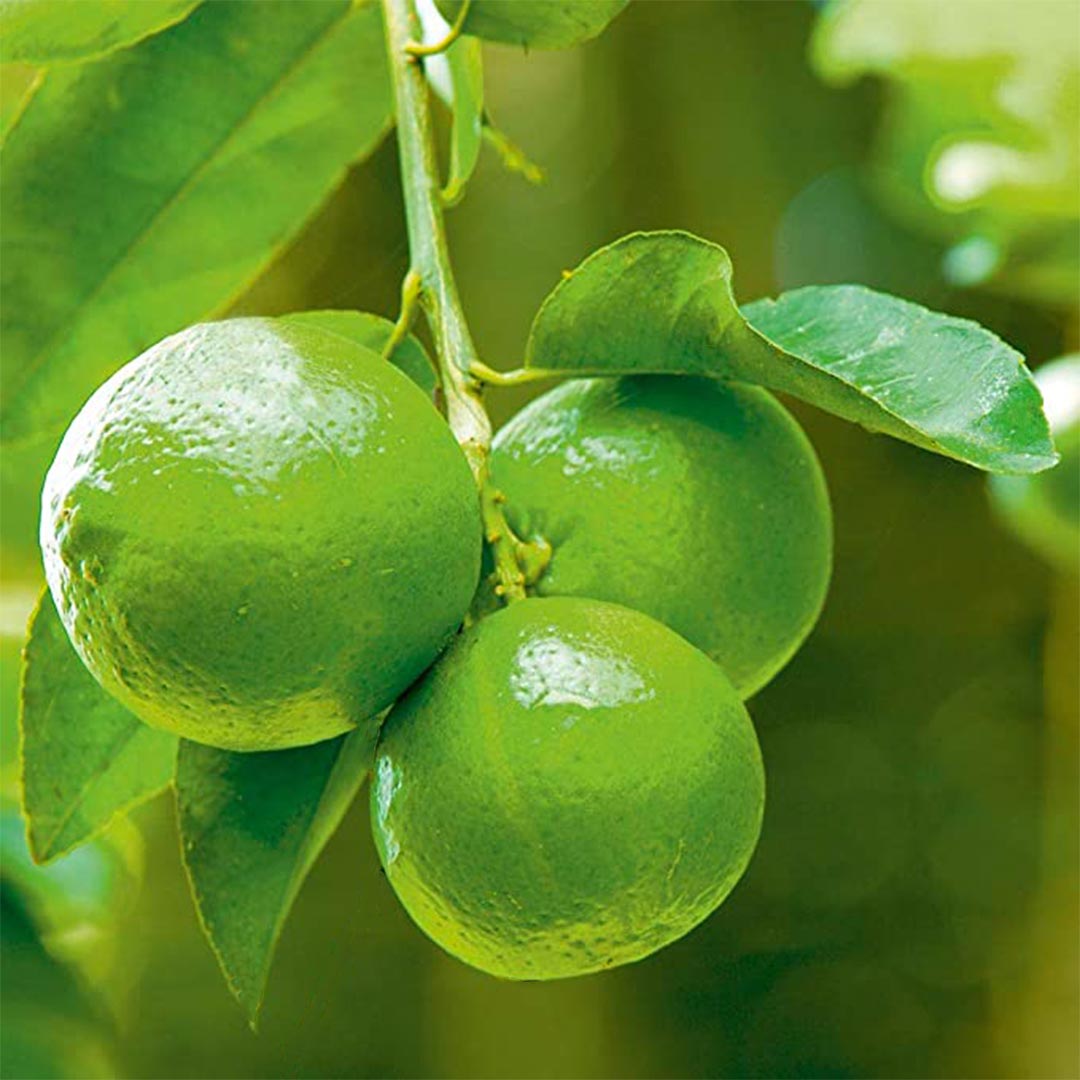 Palm Beach Medicinal Herbs Key Lime Tree Seeds (Citrus aurantifolia)Seeds