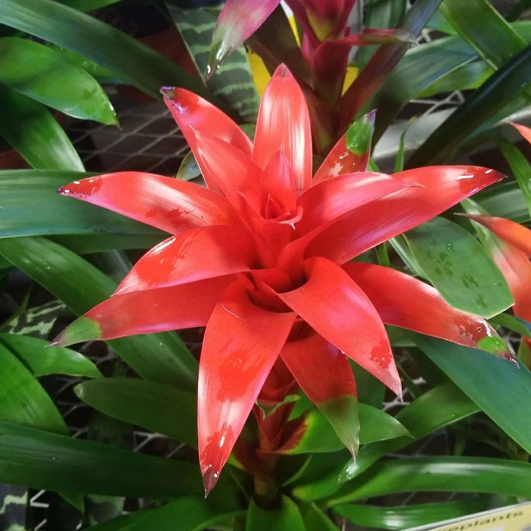 Hechtia Flower seeds for Planting - Seasonal Bloomer, Heirloom & GMO Free Seeds for Home Garden