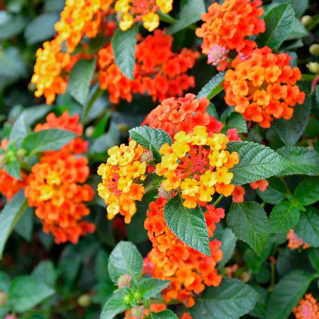 Pink Yellow Lantana Flower seeds for Planting - Wildflower Mix, Heirloom & GMO Free Seeds for Home Garden