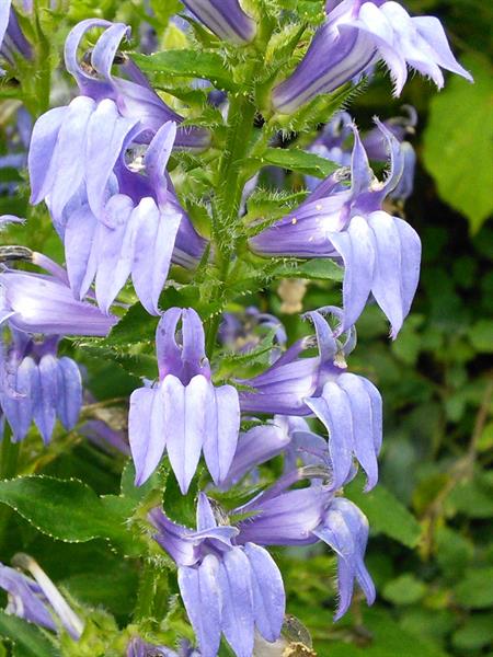 Blue Cardinal Flower seeds for Planting - Fragrant Blossoms, Heirloom & GMO Free Seeds for Home Garden