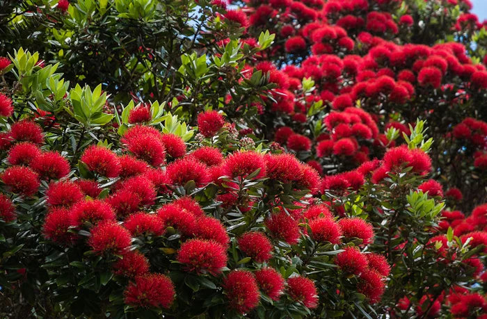 Red Pohutukawa Flower seeds for Planting - Seasonal Bloomer, Heirloom & GMO Free Seeds for Home Garden