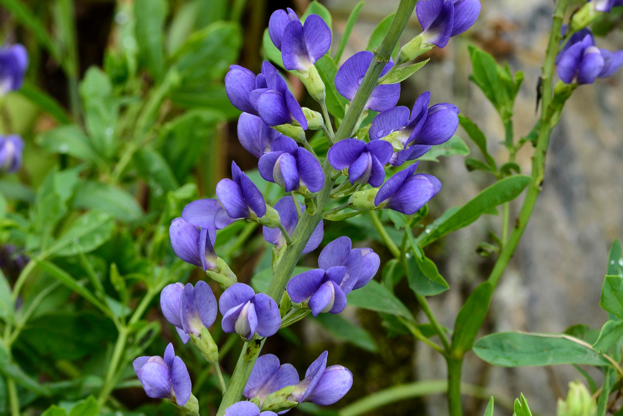 Blue Oxalis Laciniata Flower Seeds for Planting Easy to Grow Heirloom & GMO Free Seeds for Home Garden
 
 Sale