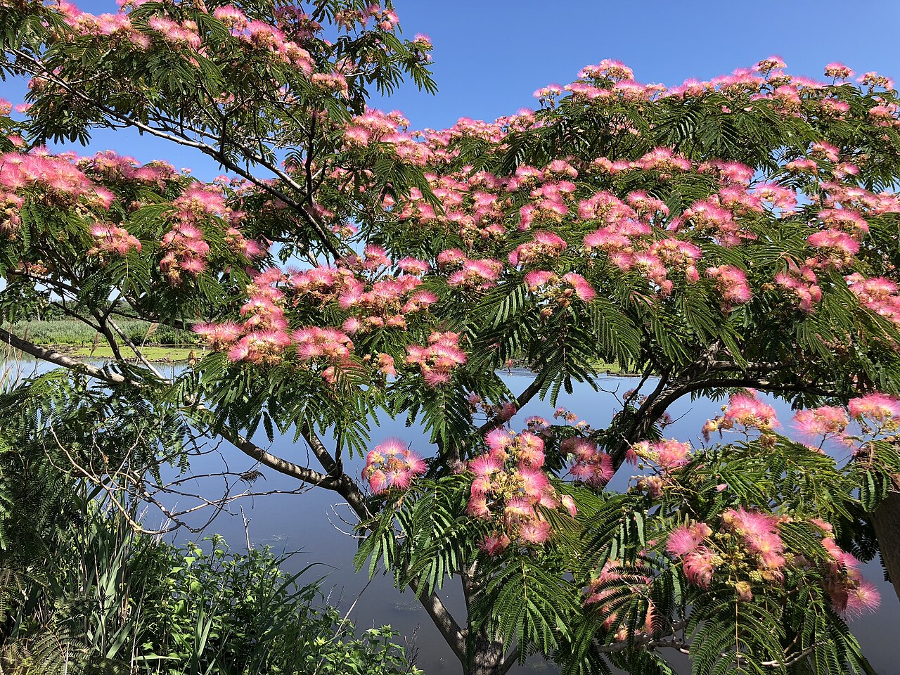 Pink Julibrissin Flower seeds for Planting - Hardy Variety, Heirloom & GMO Free Seeds for Home Garden