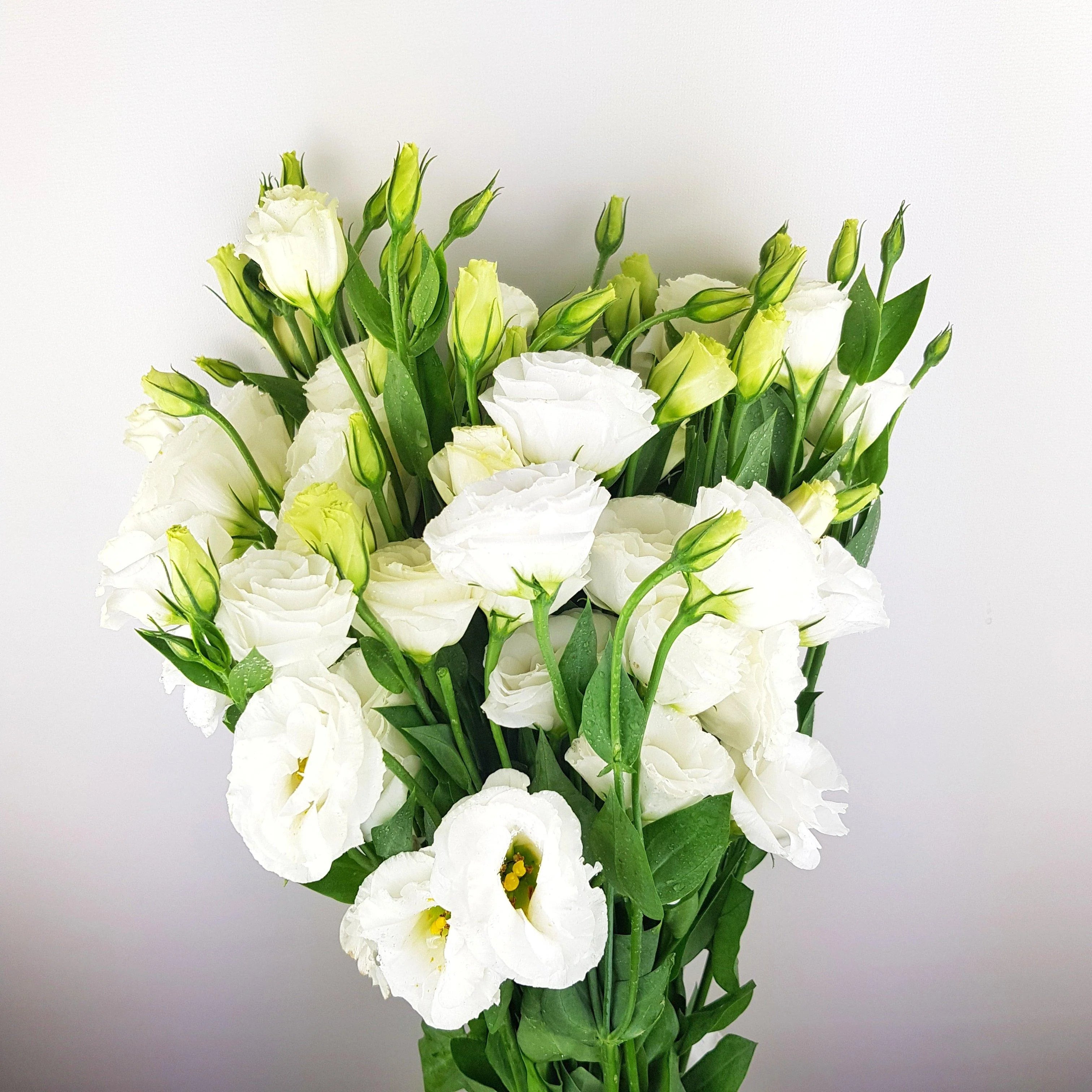 White Lisianthus Logro Flower seeds for Planting - Vibrant Colors, Heirloom & GMO Free Seeds for Home Garden