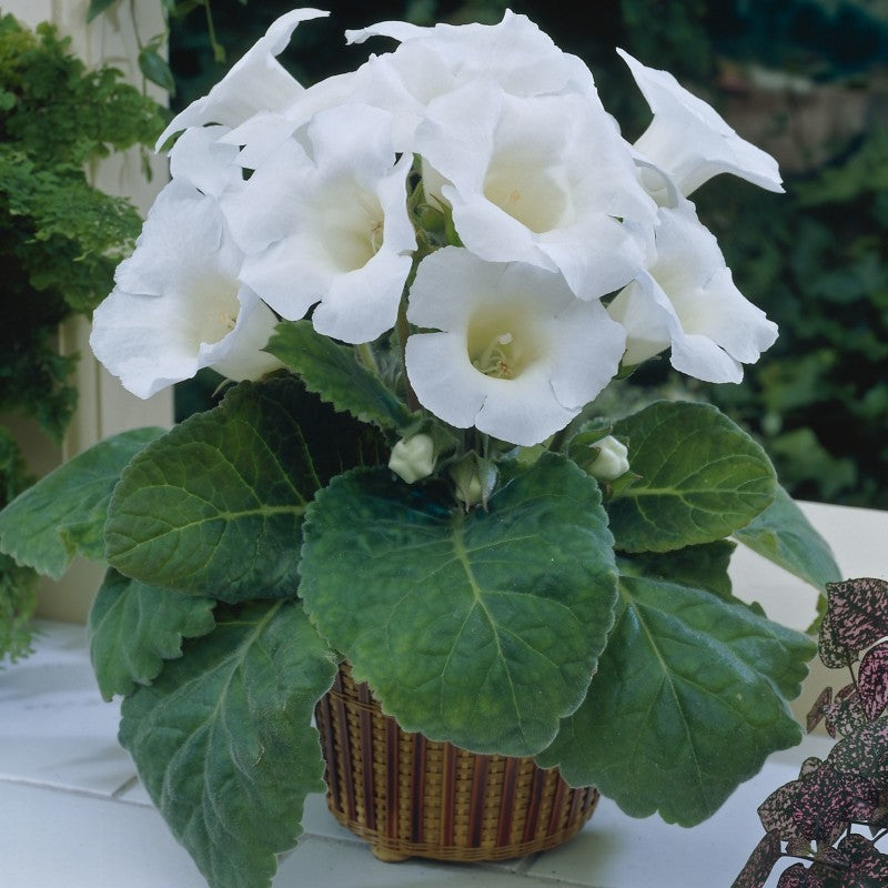 White Gloxinia Flower seeds for Planting - Cut Flower Favorite, Heirloom & GMO Free Seeds for Home Garden