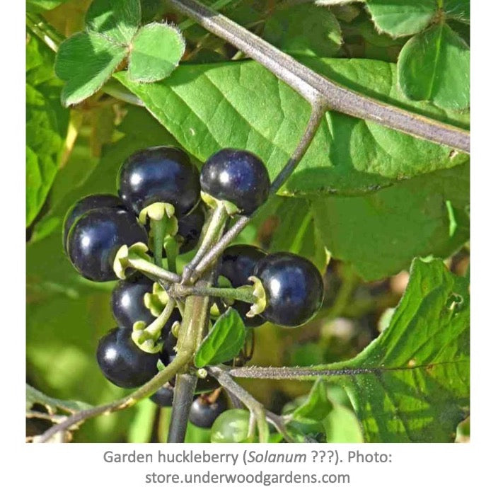 Huckleberry Planting Seeds for Growing Fruit  Sweet and Tangy Berries at Home