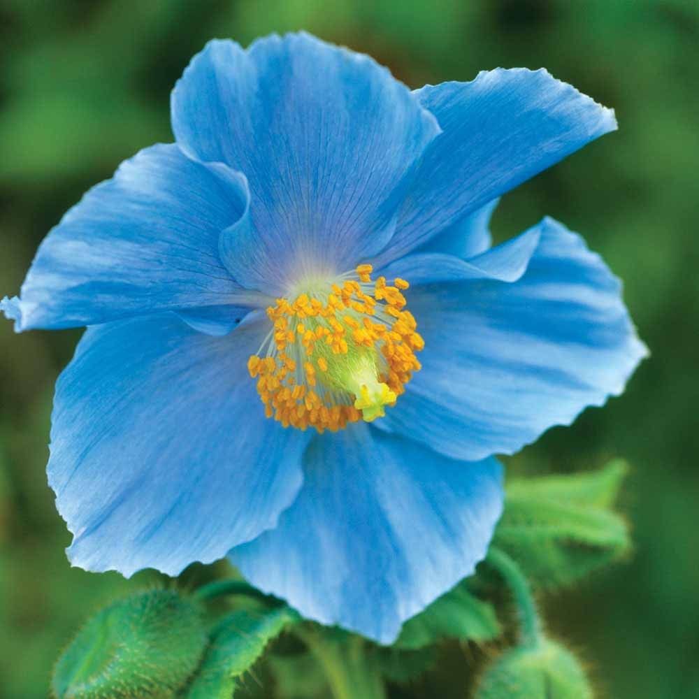 Premier Flower seeds for Planting - Seasonal Bloomer, Heirloom & GMO Free Seeds for Home Garden