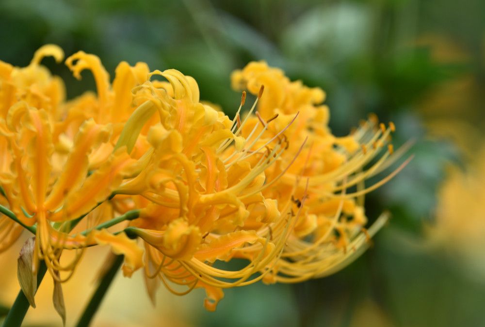 Yellow Higanbana Flower Seeds for Planting Bright Blooms Heirloom & GMO Free Seeds for Home Garden
 
 Sale