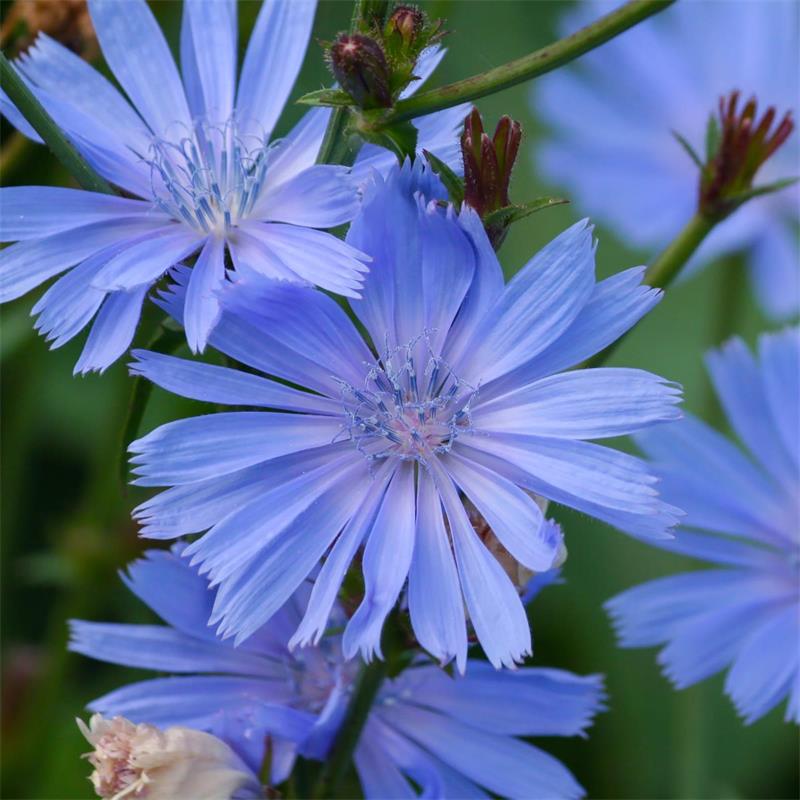 Blue Cichorium Flower seeds for Planting - Garden Favorite, Heirloom & GMO Free Seeds for Home Garden