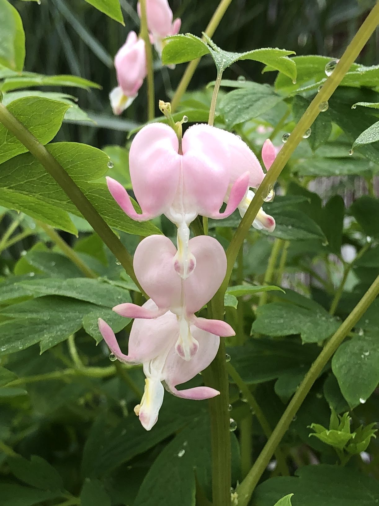 Light Pink Heart Flower Seeds for Planting Low Maintenance Heirloom & GMO Free Seeds for Home Garden
 
 Sale
