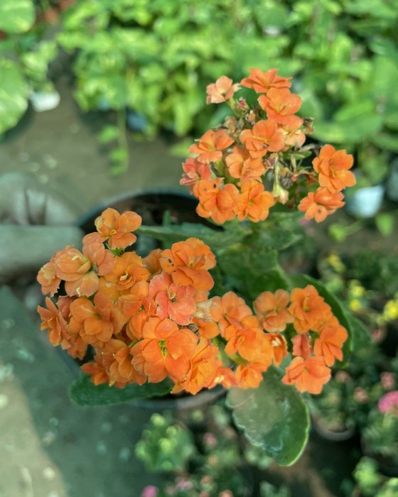 Kalanchoe Red Orange Flower seeds for Planting - Pollinator Friendly, Heirloom & GMO Free Seeds for Home Garden