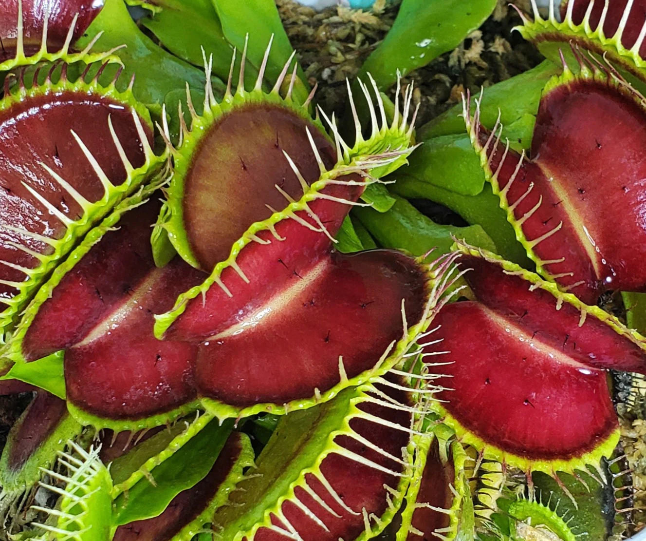 Green Venus Fly Trap Flower seeds for Planting - Wildflower Mix, Heirloom & GMO Free Seeds for Home Garden