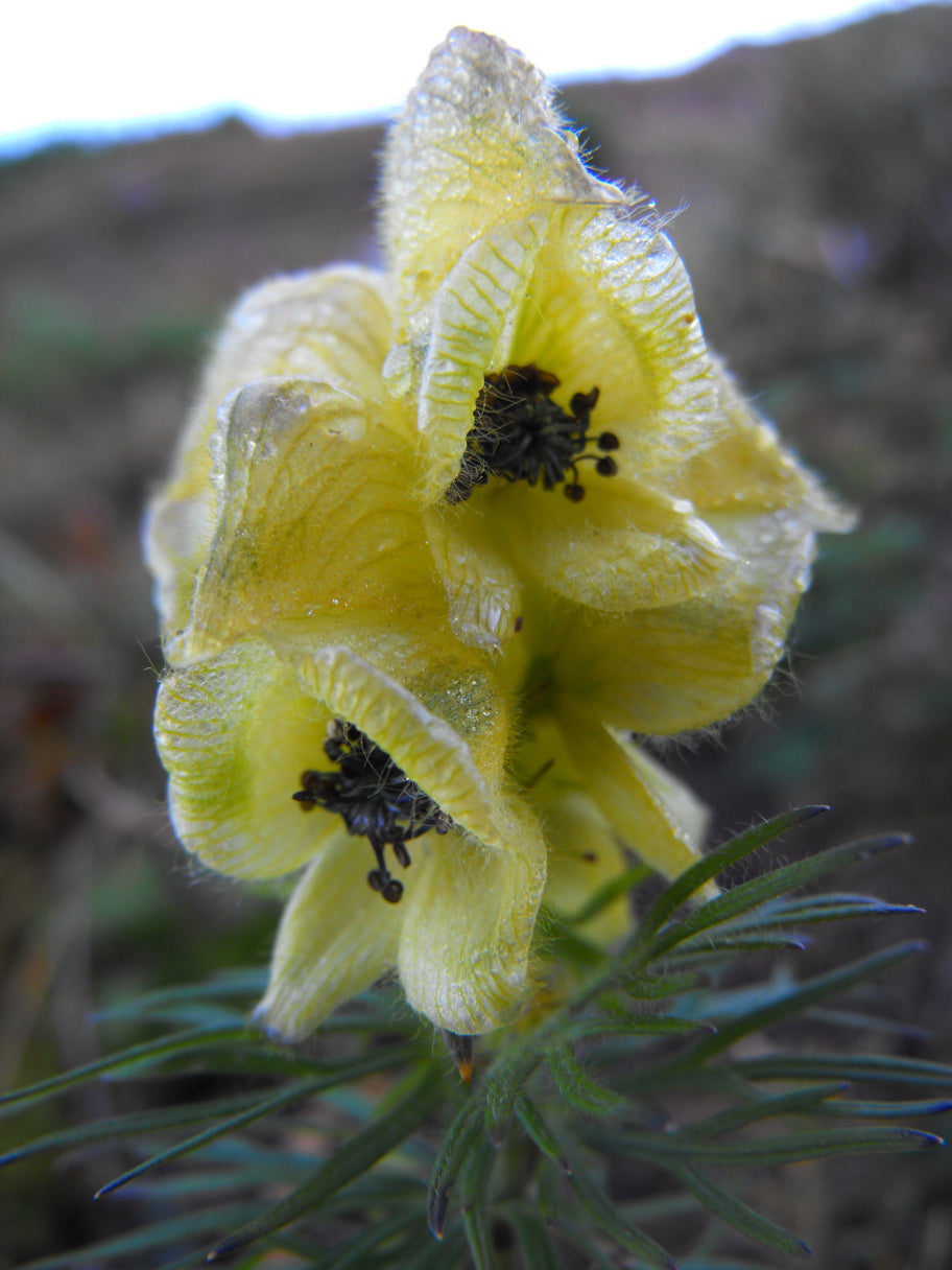 Light Green Aconitum Flower seeds for Planting - Long Bloom Season, Heirloom & GMO Free Seeds for Home Garden