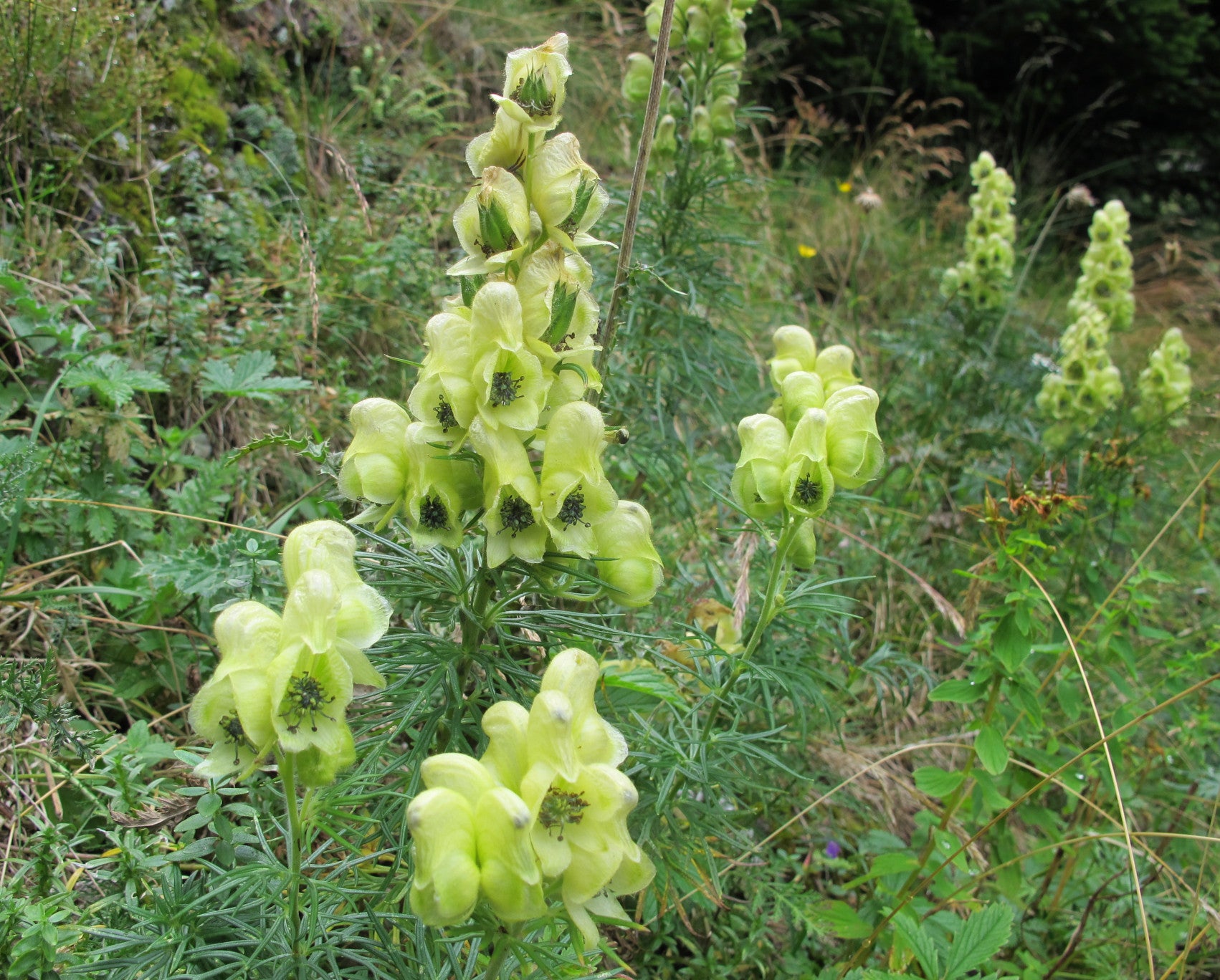 Light Green Aconitum Flower seeds for Planting - Long Bloom Season, Heirloom & GMO Free Seeds for Home Garden