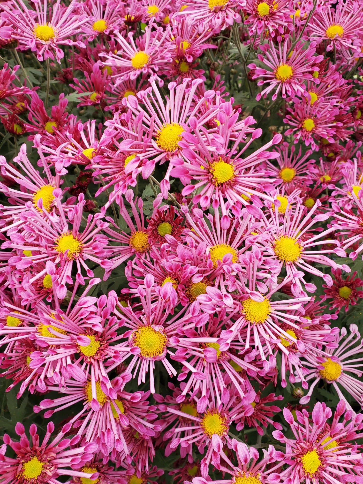 Pink Spoon Mum Flower seeds for Planting - Colorful Display, Heirloom & GMO Free Seeds for Home Garden