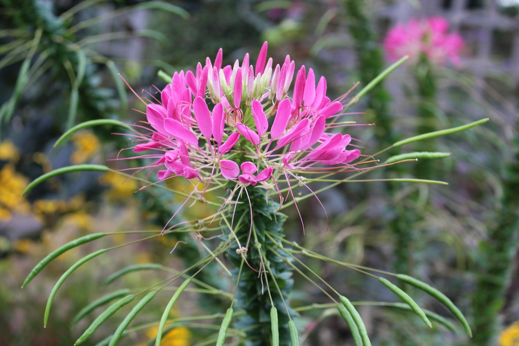 Pink Spiny Spider Flower seeds for Planting - Drought Tolerant, Heirloom & GMO Free Seeds for Home Garden