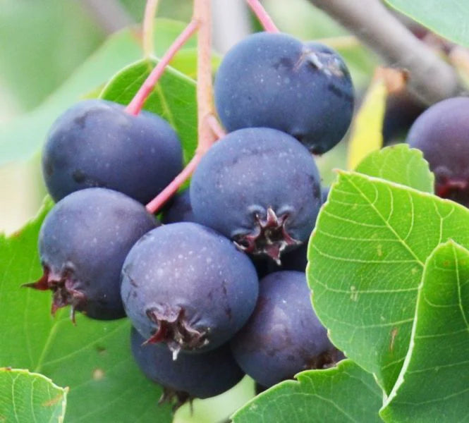 Saskatoon Fruit Seeds for Planting - Grow Your Own Berries