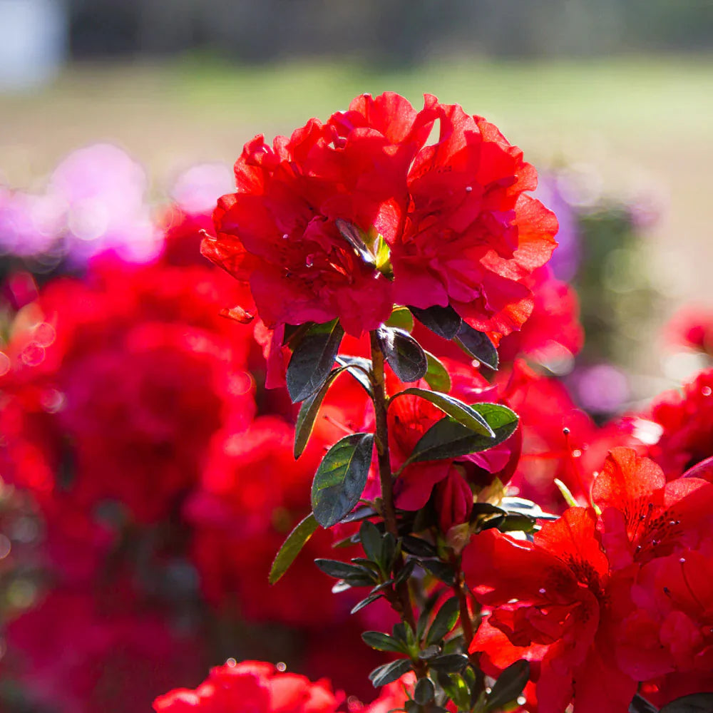 Premium Red Azalea Seeds For Planting Flower