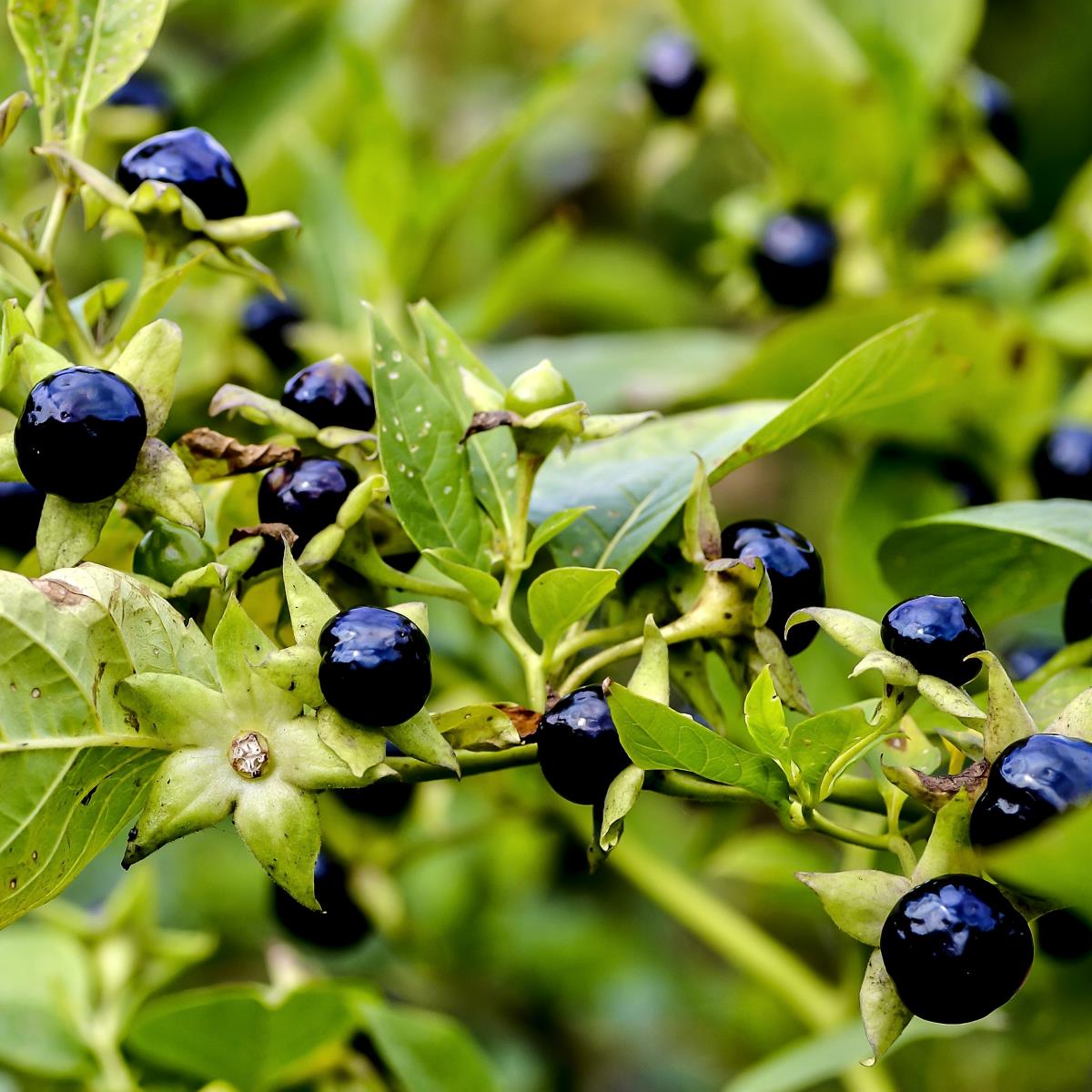 Black Belladonna Flower seeds for Planting - Wildflower Mix, Heirloom & GMO Free Seeds for Home Garden