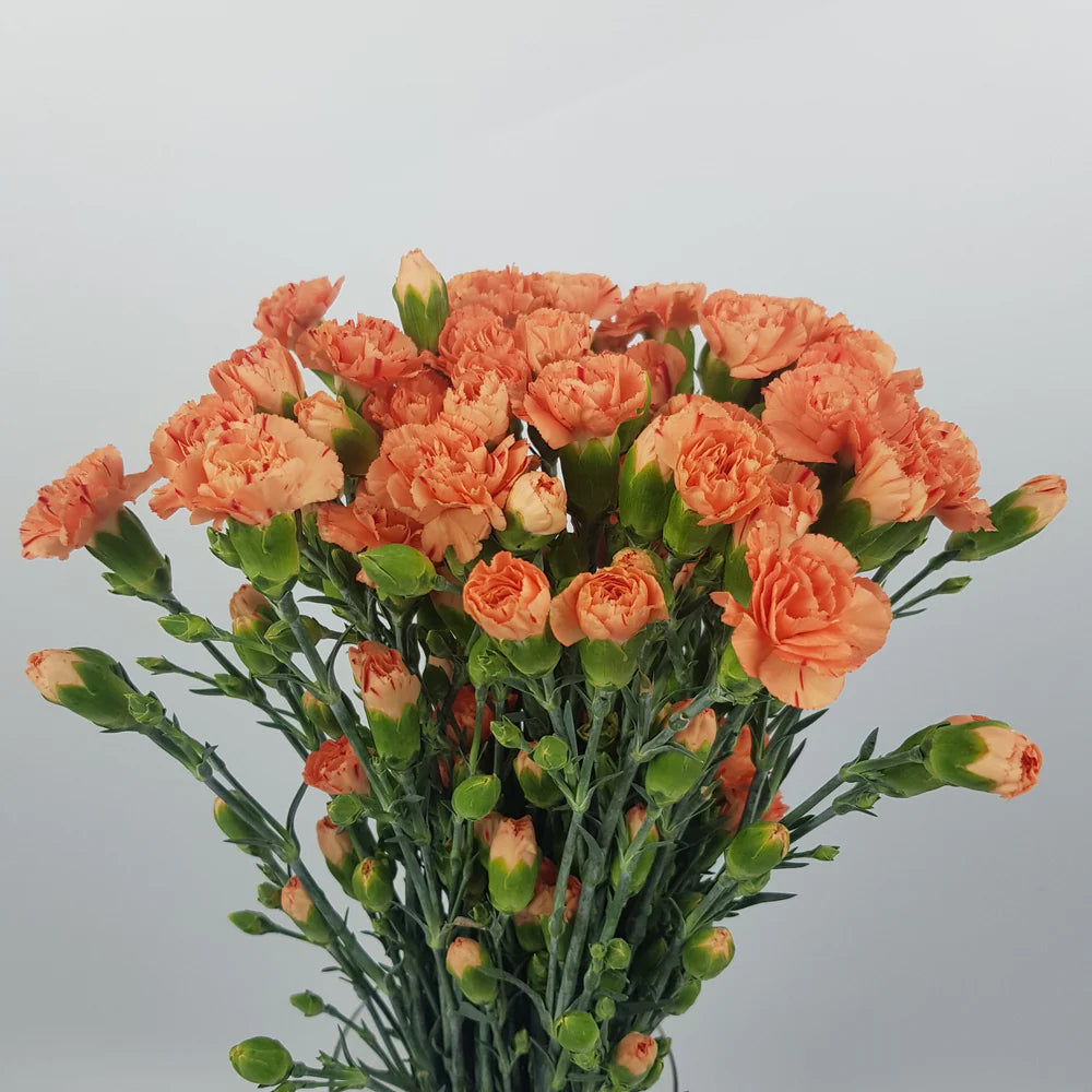Orange Carnation Flower Seeds for Planting – Compact Growth Heirloom & GMO Free Seeds for Home Garden
 
 Sale