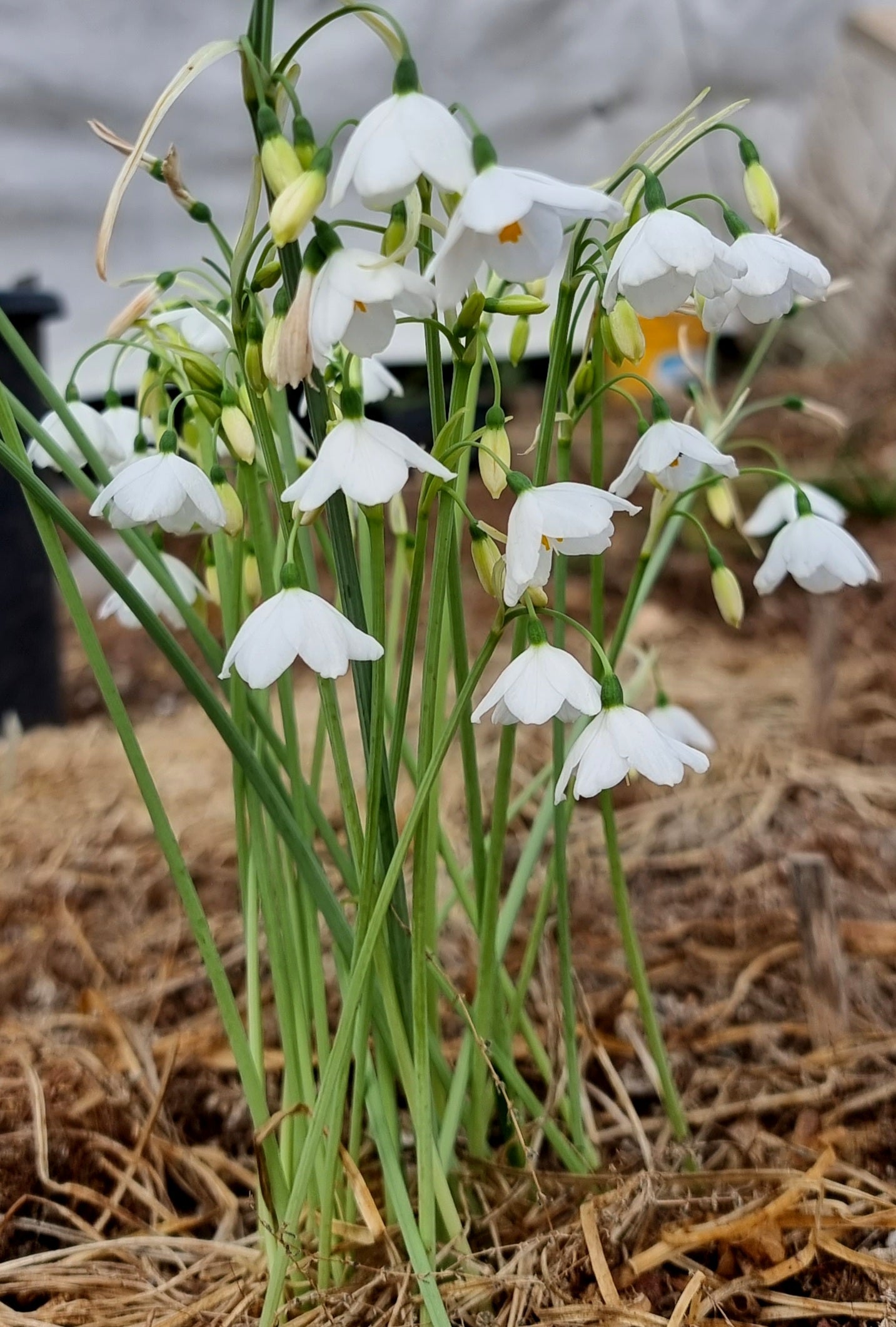 White Leucocoryne Flower seeds for Planting - Long Bloom Season, Heirloom & GMO Free Seeds for Home Garden