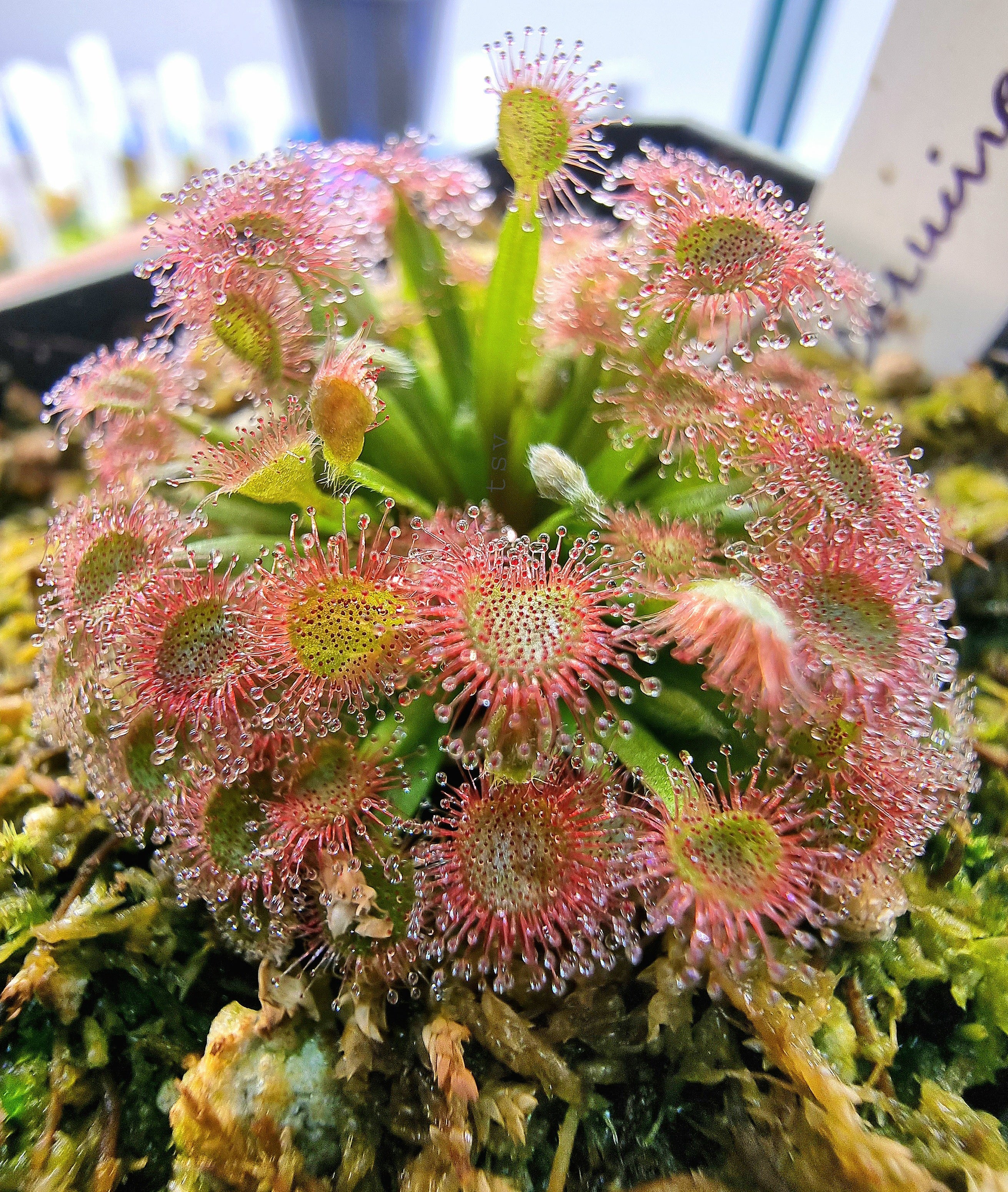 Pink Sundew Flower seeds for Planting - Bright Blooms, Heirloom & GMO Free Seeds for Home Garden