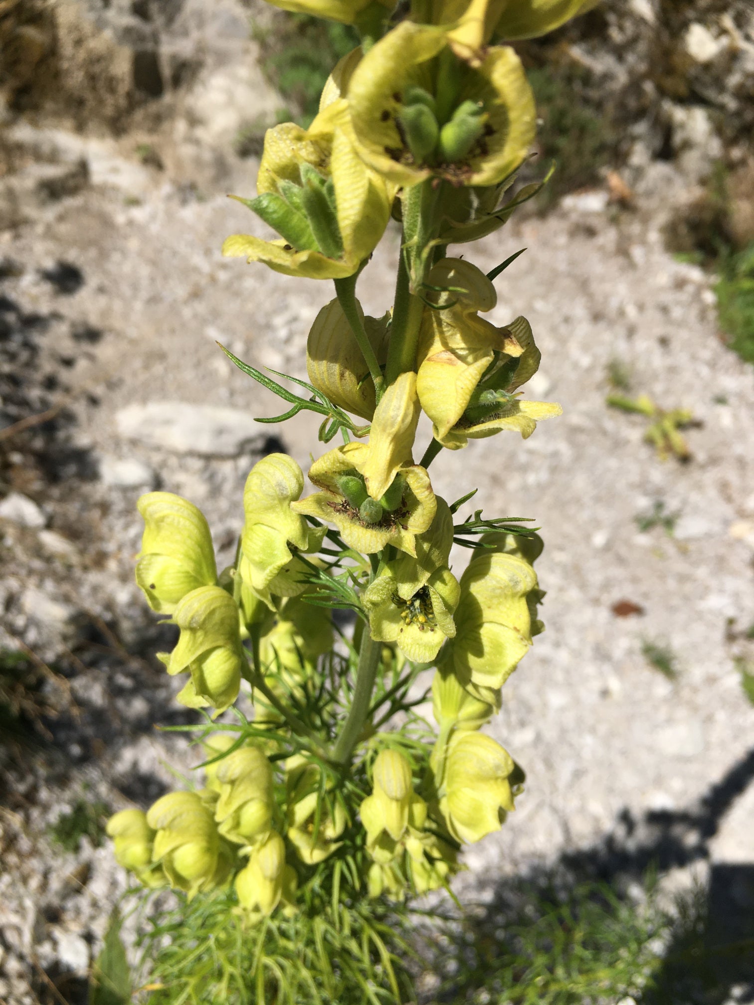 Light Green Aconitum Flower seeds for Planting - Long Bloom Season, Heirloom & GMO Free Seeds for Home Garden