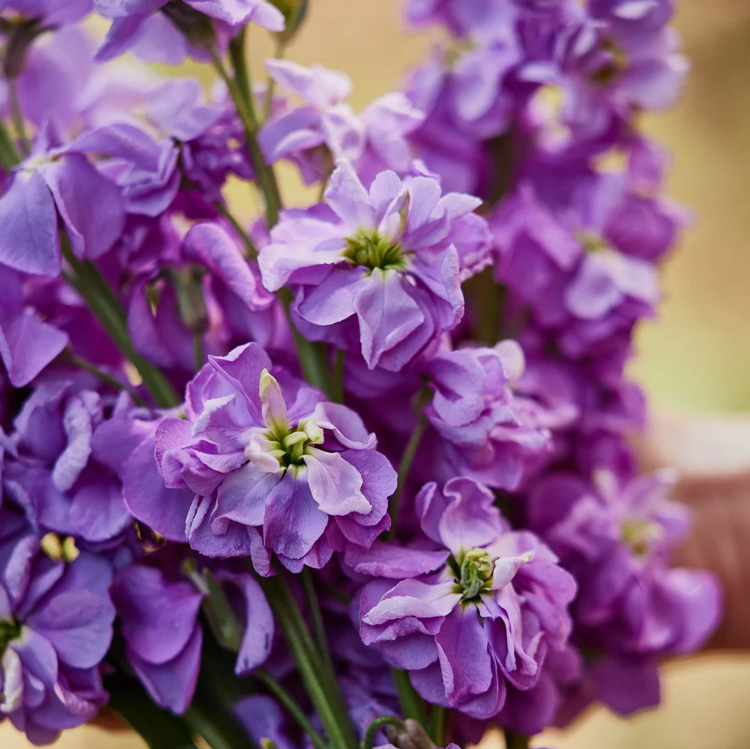 Purple Hoary Stock Flower seeds for Planting - Compact Growth, Heirloom & GMO Free Seeds for Home Garden